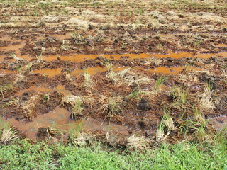 耕作された雨上がりの刈田風景