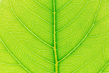 Natural green leaf background with light behind for Christmas & Happy new year 2020 graphic design.