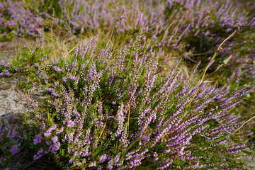 Close up of heather in flower