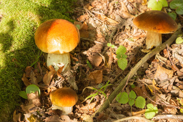 glade with mushrooms on the edge of the forest. autumn is the time of mushrooms.