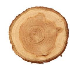 Fototapeta premium Juniper slice