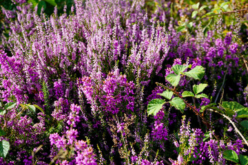 Close up of heather in flower