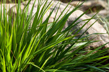 hakonechloa macra, in Japanese garden detail of leaves.