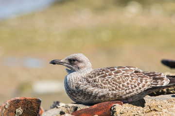 Goelant argenté juvenil 