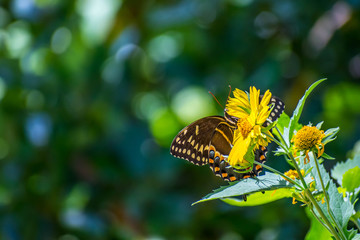 An Orange Checkered Skipper in Aransas NWR, Texas