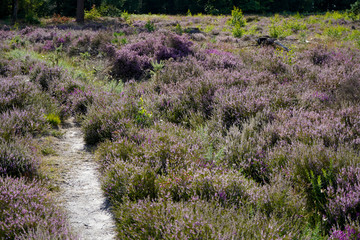 Heather in flower in the countryside 