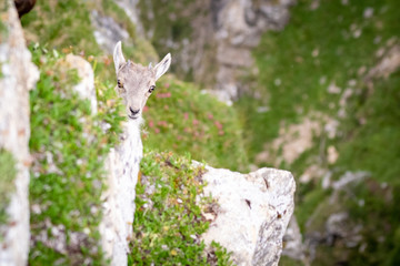 Junger Steinbock / Young Ibex