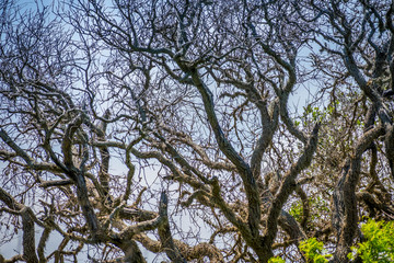 A huge old tree in Aransas NWR, Texas