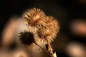 Cardo selvatico in autunno