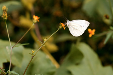 Farfalla bianca nel biotopo