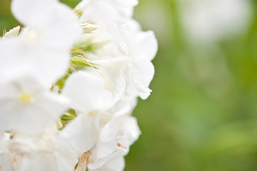 White Phlox flowers, close-up. Space for text.