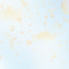 Yellow orange flower petals falling down. Amazing 