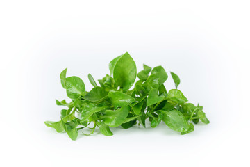 Fresh watercress on white background