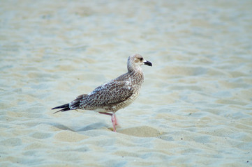 seagull on the beach