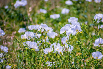 Burhead wildflowers in Aransas NWR, Texas
