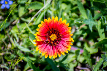 Indian Blanket wildflower in Aransas NWR, Texas