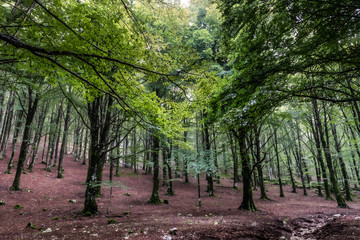 Light pour Down. In this portion of the forest, at dusk, the branches seem to bend down to the last light rays from above. The constrast between the brown ground moistened by rain and the green leaves