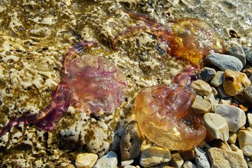 Three caught pink jellyfish Pelagia Noctiluca on a stones