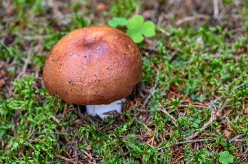 Naklejka na ściany i meble brown and white mushroom in swedish forest