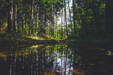 Fototapeta na wymiar Mirror dark forest on water 
