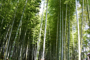 Fototapeta na wymiar Quioto