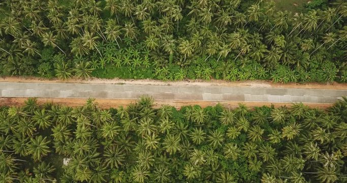 Long palmtree road with scooters and motorbikes in Siargao, Philippines drone footage 4k
