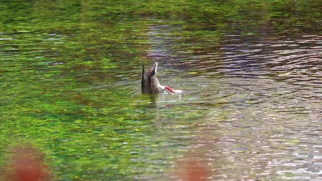 Slow mo steady shot of a duck diving in water to search for food.