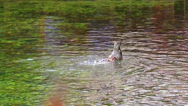Duck in water diving in trying to snatch food from the lake with the legs flailing outside of the water.