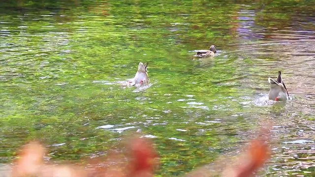Ducks swimming in a crystal clear water of a natural lake snorkeling into the water to snatch food.