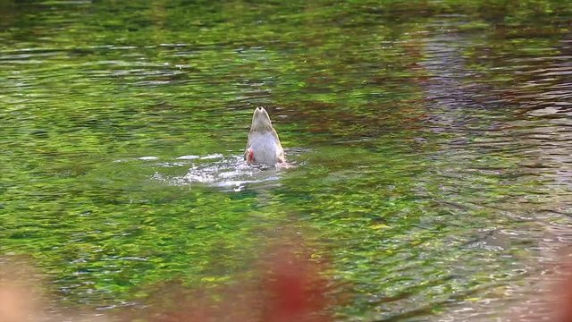 Duck diving in water with one half of the body while the legs are outside the water flailing.