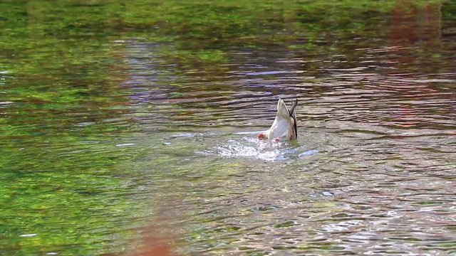 Duck snorkeling searching for food in a crystal clear natural lake in slow motion.