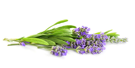 Lavender flowers bunch isolated on white