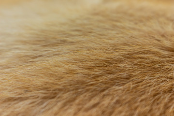 orange and brown fur texture full background.