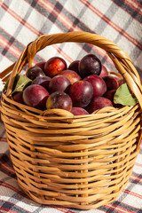 Fresh plums in basket. It grows in Kastamonu,TR. Locally called peeled plums or naked plums. Turkish name is uryani
