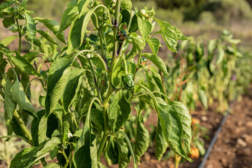 Growing green pepper on a vegetable farm