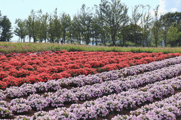 インパチェンスの花畑