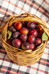 Fresh plums in basket. It grows in Kastamonu,TR. Locally called peeled plums or naked plums. Turkish name is uryani