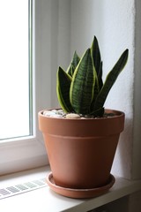 Beautiful snake plant in a pot