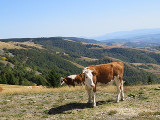 Fototapeta na wymiar Mountain pasture for cattle animal welfare Golija Serbia