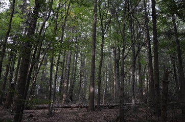 Obraz premium Świętokrzyski Park Narodowy ,św Krzyż ,bory, drzew, charakter, drzew, krajobraz, zieleń, drewna, sosna, drewna, lato, droga, słońce, mech, okolica, las, feuille