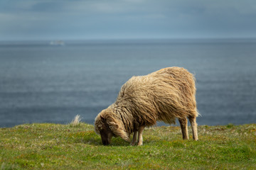 Sheep grazing on top of cliff near ocean