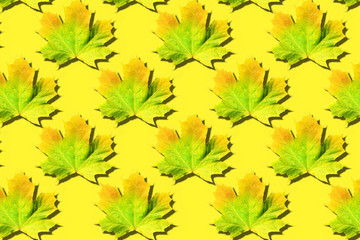 Maple leaves pattern on yellow background. Top view. Flat lay. Season concept. Creative layout of colorful autumn leaves.