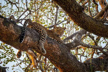 Spectacular view of Leopard over tree looking at the camera