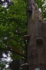 Świętokrzyski Park Narodowy ,św Krzyż ,bory, drzew, charakter, drzew, krajobraz, zieleń, drewna, sosna, drewna, lato, droga, słońce, mech, okolica, las, feuille