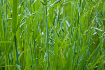 Fototapeta na wymiar Young green oats closeup. Texture. Background for wallpaper.