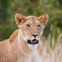 Obraz na płótnie Canvas A lioness portrait in the Masai Mara national park, Kenya. Animal wildlife.