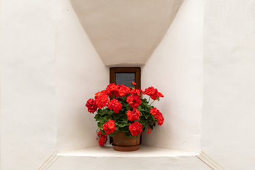 Red flowers in front of a small window of a very old house in Glurns