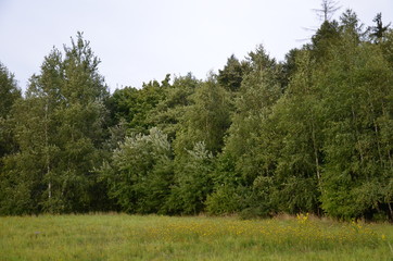 krajobraz, gras, niebo, pola, charakter, hayfield, lato, zieleń, bory, drzew, blękit, chmura, obszarów wiejskich, drzew, chmura, kraj, countryside, doba, piękne, rolnictwa, jary, horyzont, scena, farm