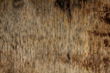 Dark brown bark and Old wood pattern