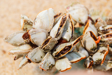 close up of Goose barnacles, also called stalked barnacles or gooseneck barnacles (Pedunculata) attached to plastic bottle in the shore